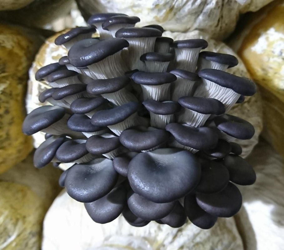 Тремелла листоватая