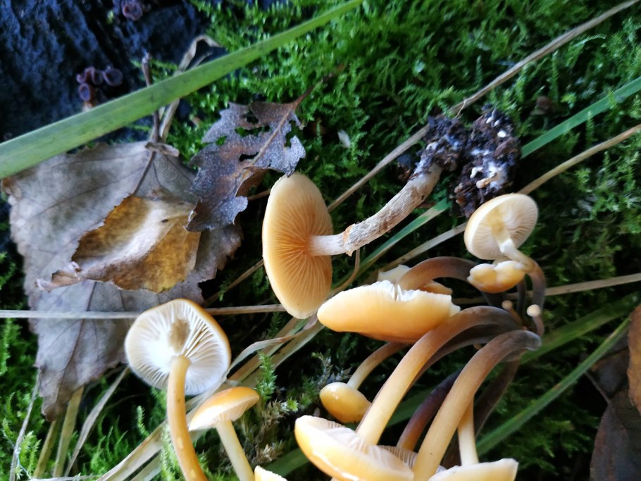 Псевдоплектания чёрная (Pseudoplectania Melaena)