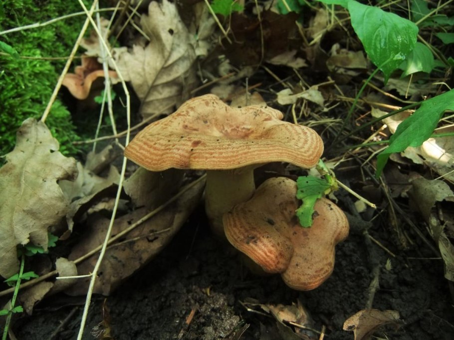 Млечник нейтральный Lactarius Quietus