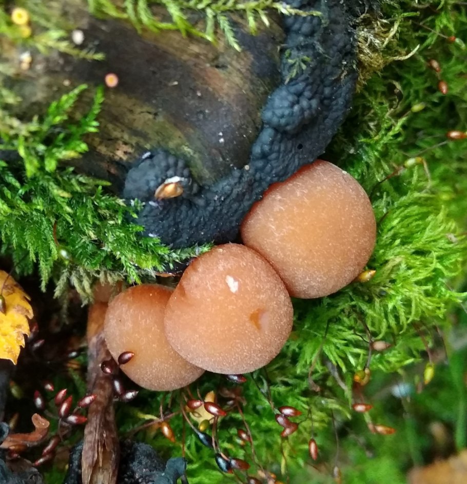 Чёрные лисички грибы