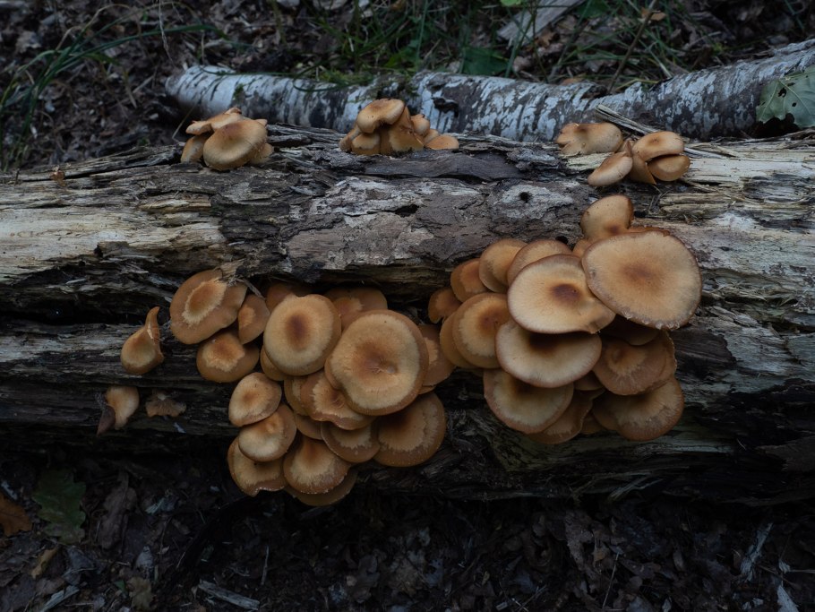 Летний опенок kuehneromyces mutabilis