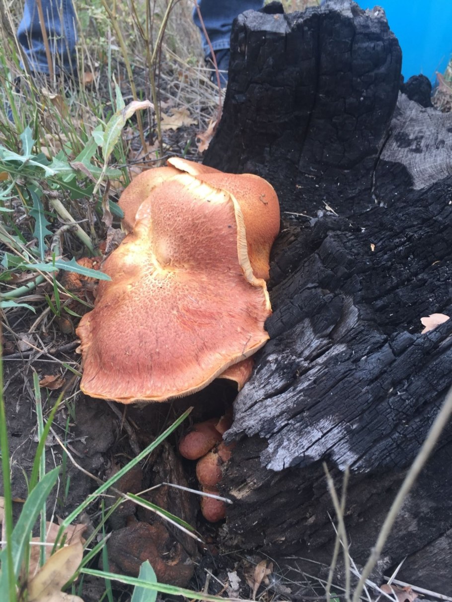 Грибы растущие под дубами