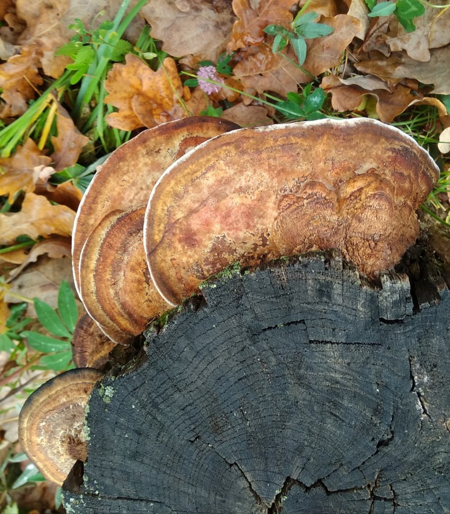 Свинухи губчатый