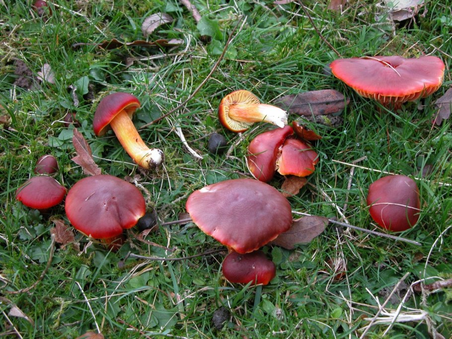 Гриб Hygrocybe punicea