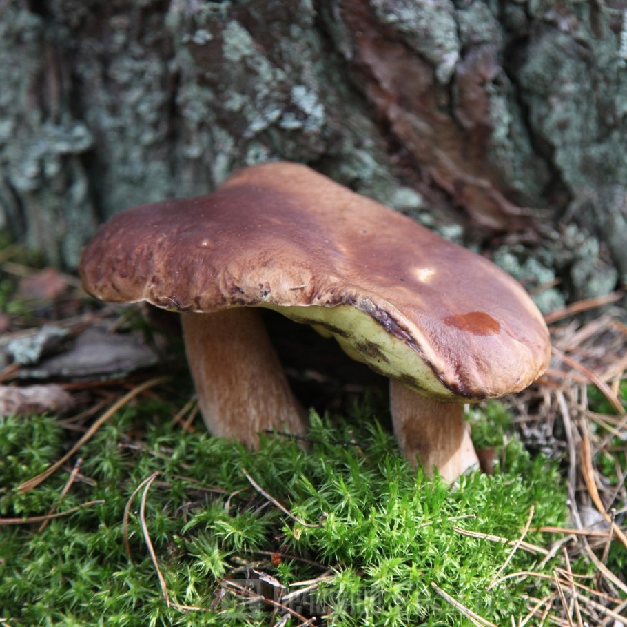 Грибы хороший сезон