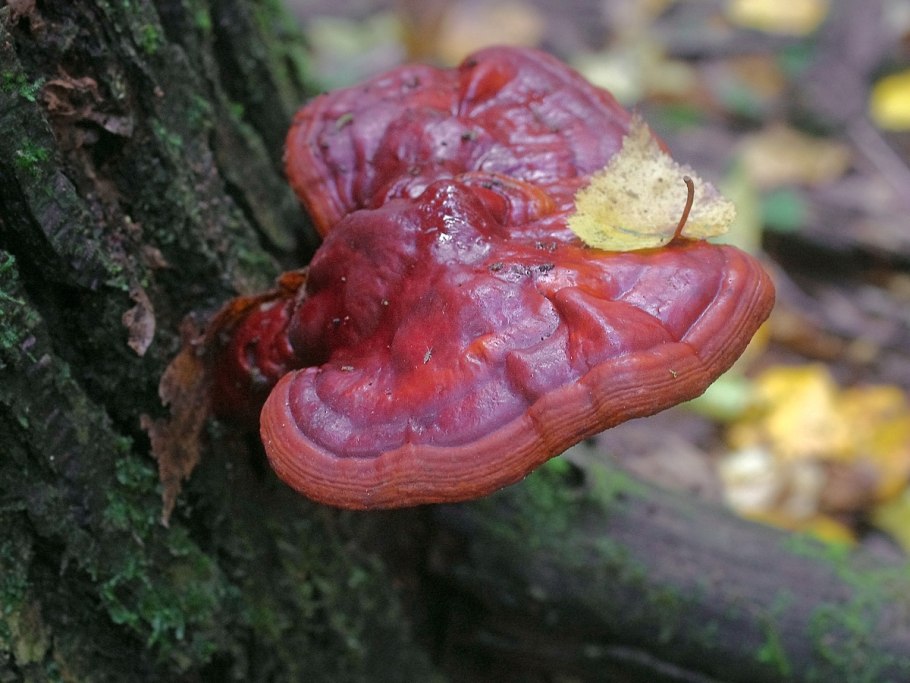 Трутовик лакированный Ganoderma lucidum