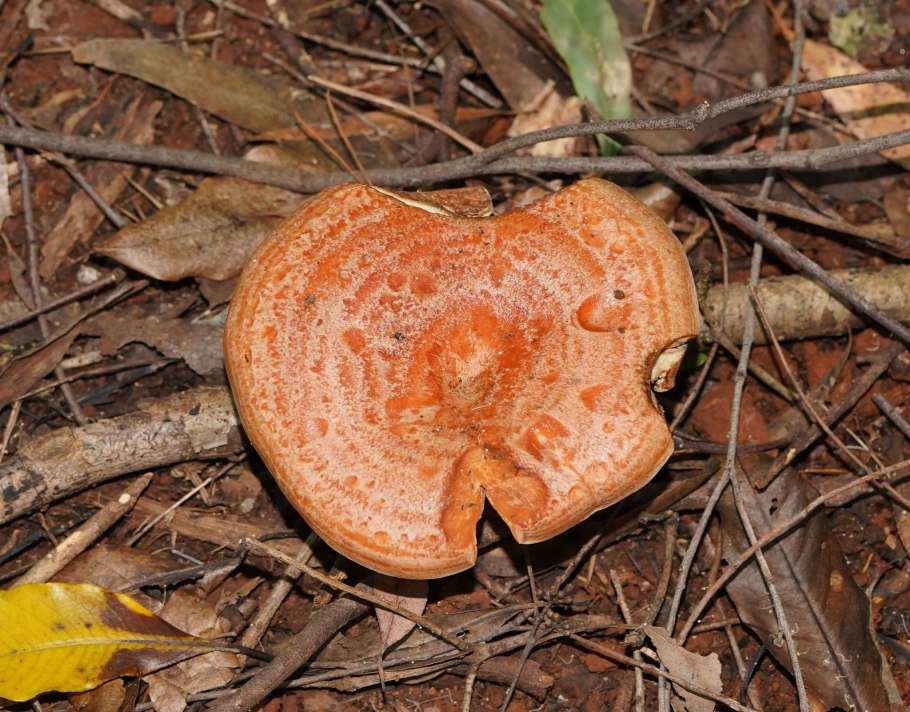 Рыжик Боровой Сосновый