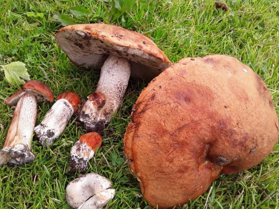 Какие грибы растут в августе картинки