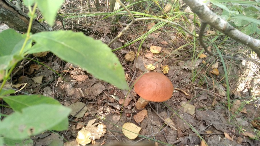 Ядовитые грибы в сентябре-октябре в Орловской области