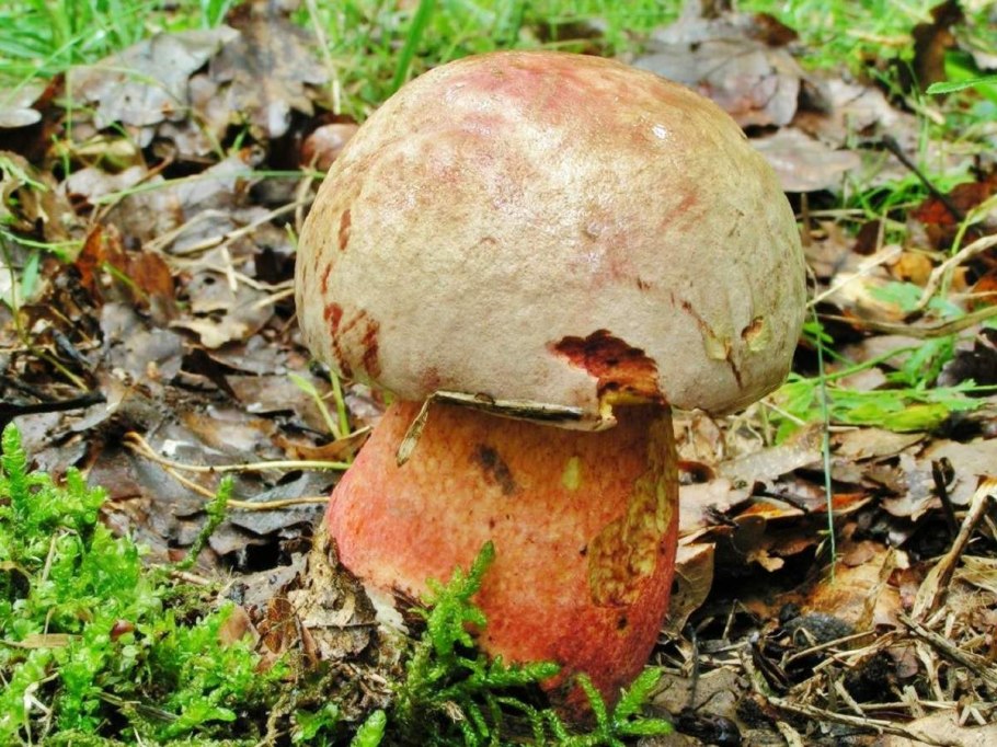 Боровик красно-желтый (Boletus rhodoxanthus)