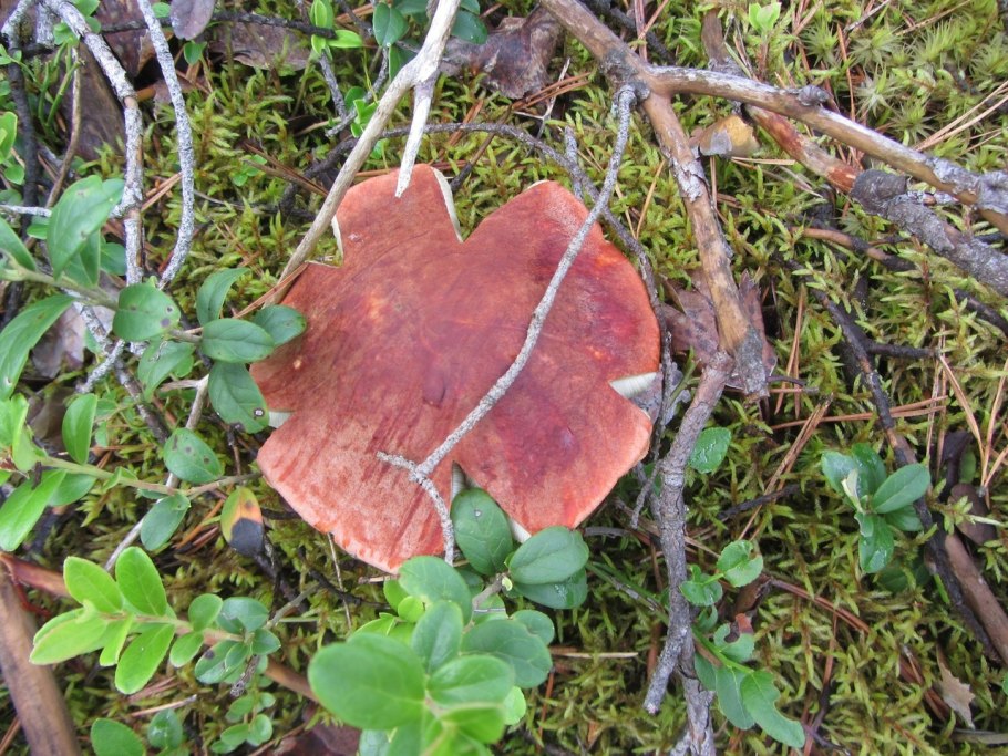 Грибы в Мурманске 2021