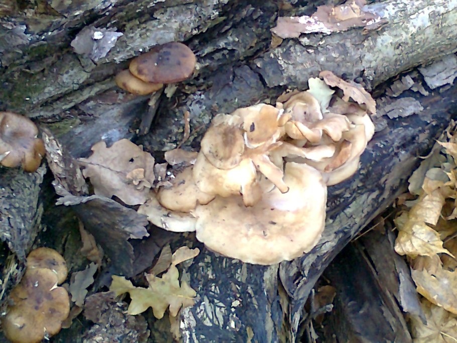 Гриб растущий на упавшем дереве