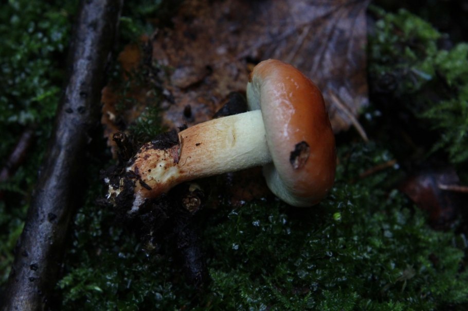 Гриб кредит но тема ног кирпичный красный