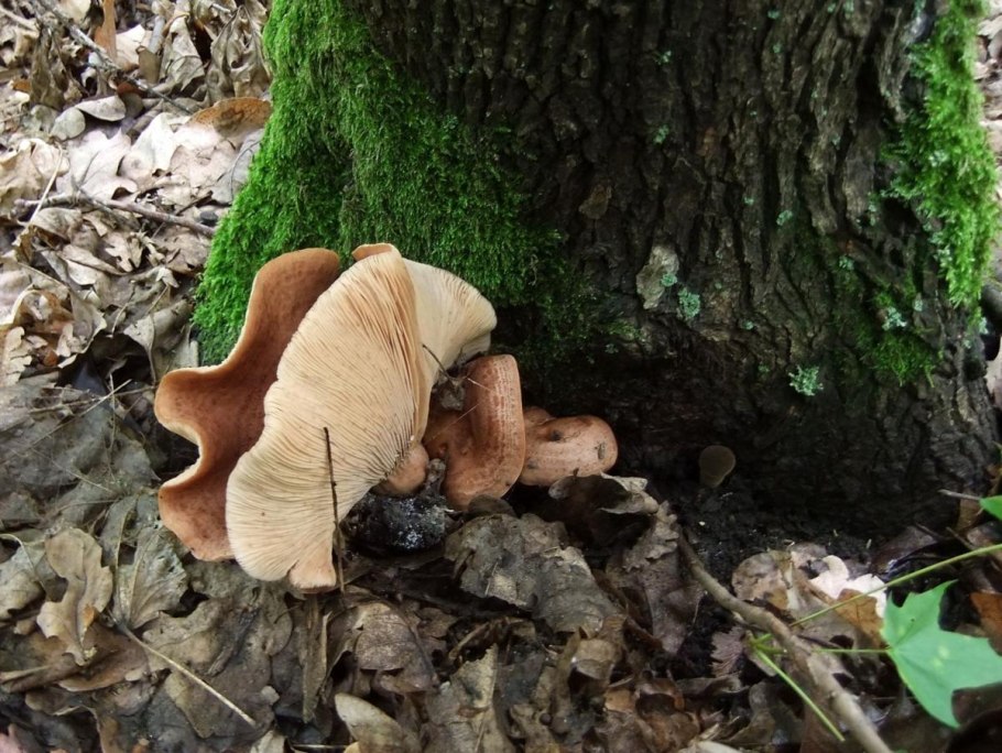 Гриб Млечный дубовой