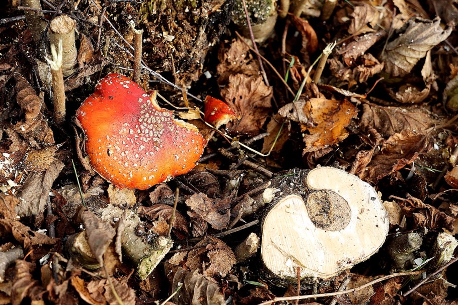 Гриб белый с красной жидкостью