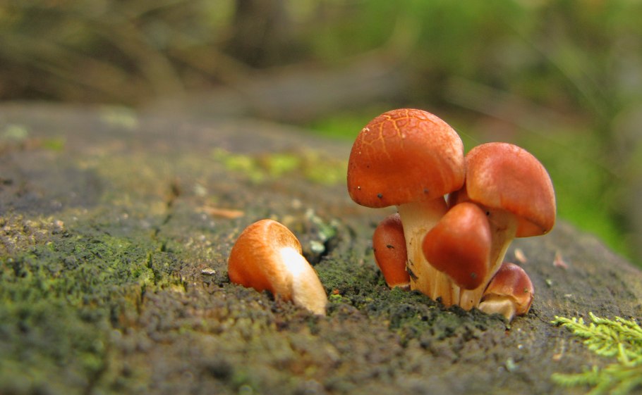 Грибы в камышах