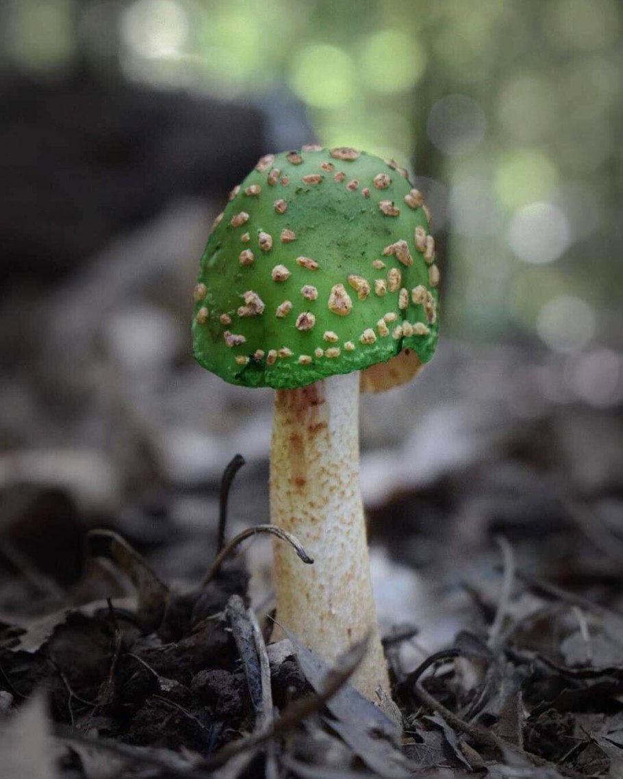 Осиновый груздь (Lactarius controversus)