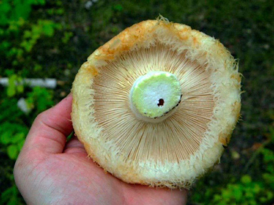 Груздь водянистозоновый (Lactarius aquizonatus)