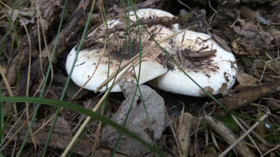 Гриб черный груздь