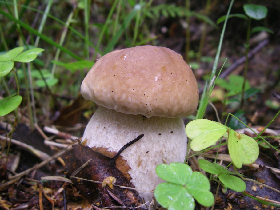 Гриб черный груздь