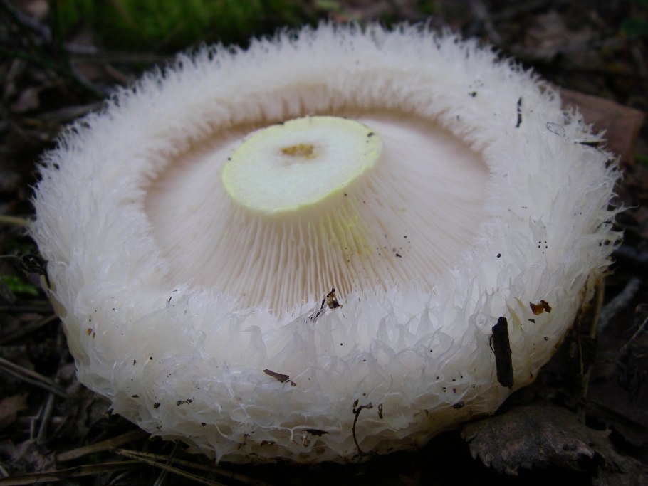 Осиновый груздь (Lactarius controversus)