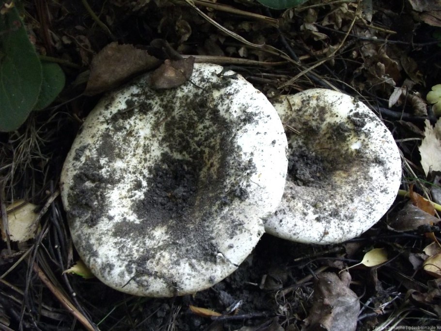 Груздь жёлтый Lactarius scrobiculatus