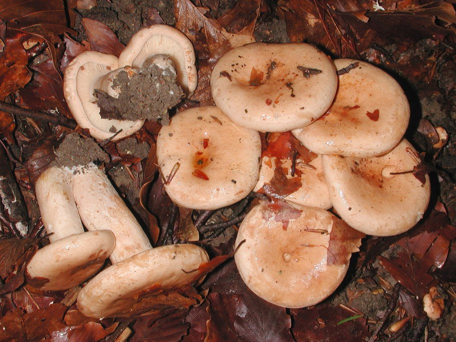 Скрипица Lactarius vellereus.