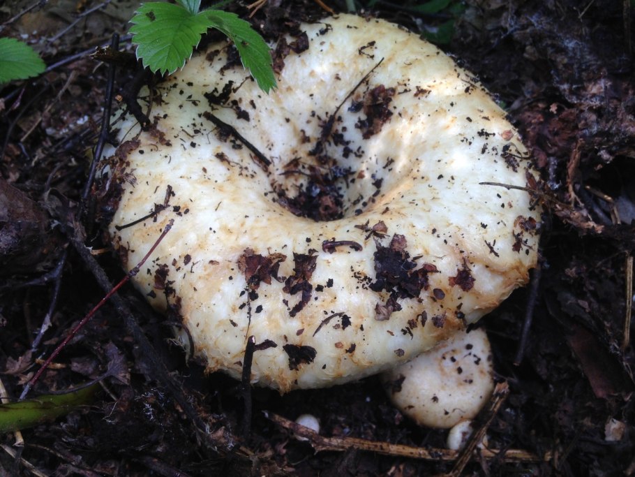 Lactarius aquizonatus