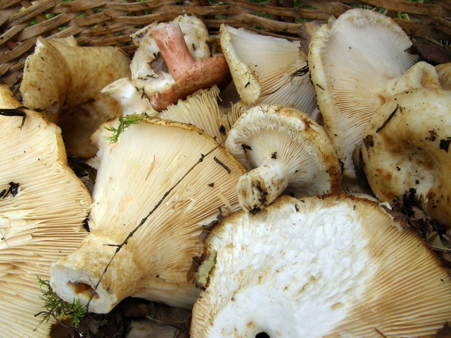 Ольховый груздь