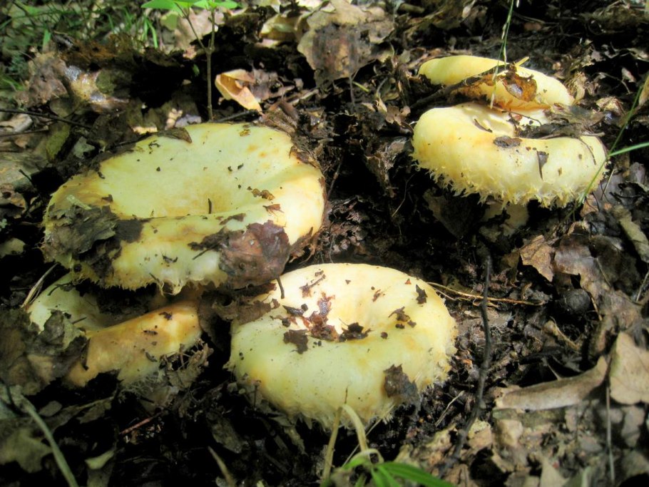 Грузди Сибирские