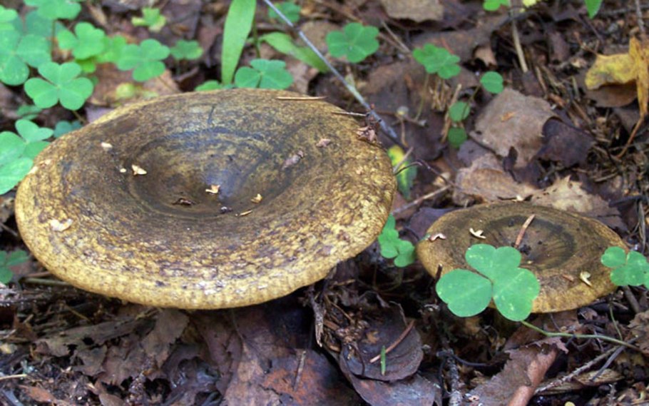 Груздь жёлтый Lactarius scrobiculatus