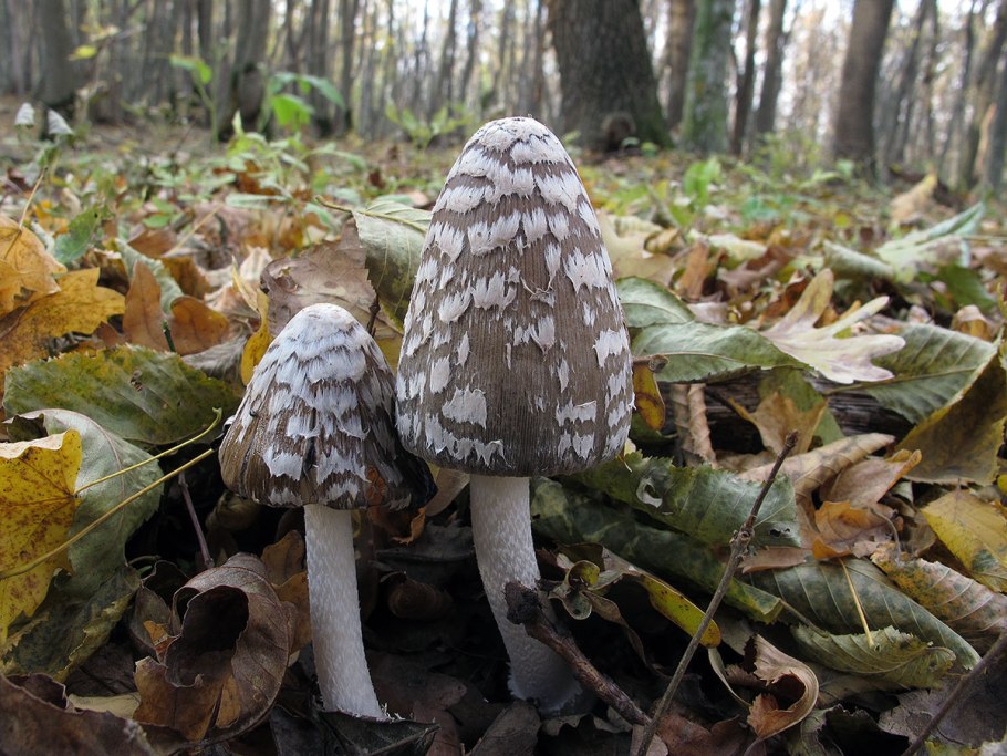 Навозник смолистый гриб