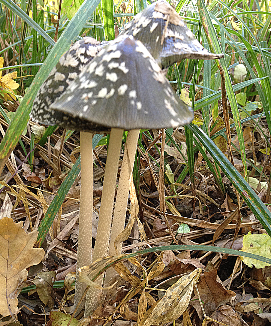 Гриб навозник дятловый