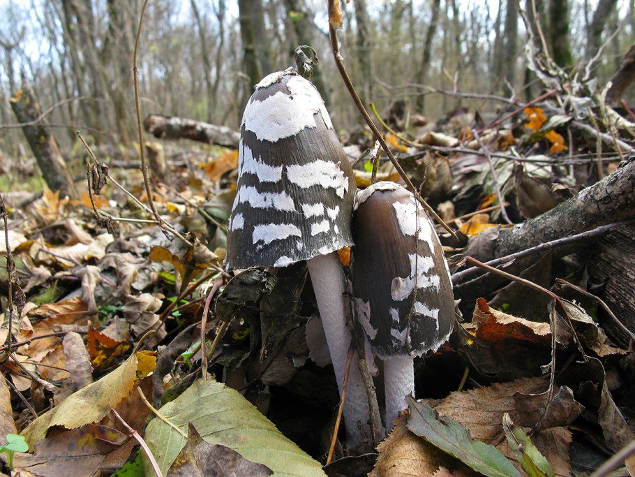 Осенние грибы Ставрополь