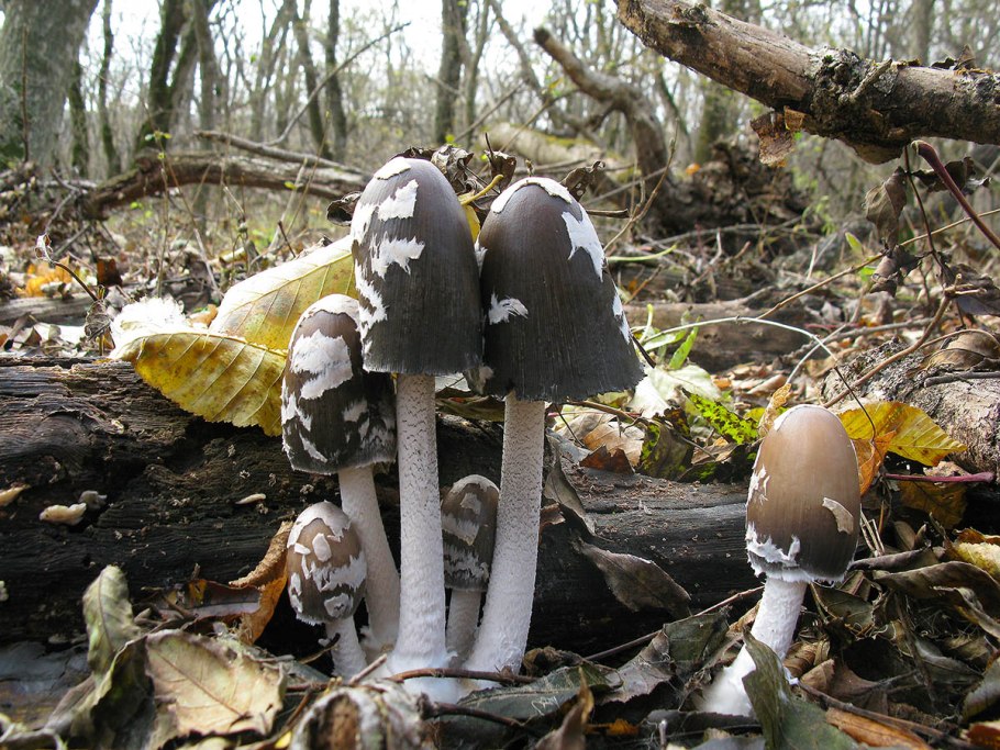 Осенние грибы Ставрополь