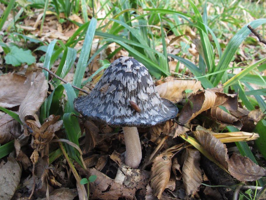 Навозник смолистый гриб