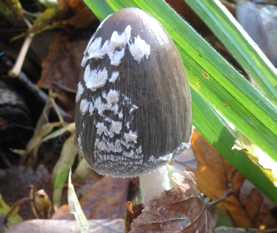 Навозник дятловый Сорочий