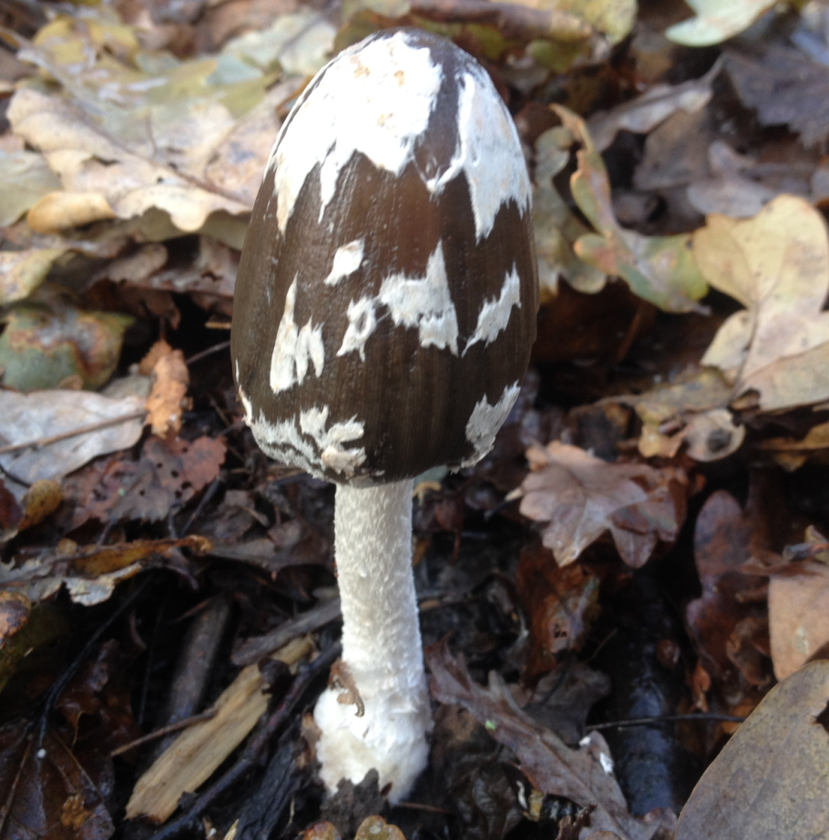 Навозник смолистый