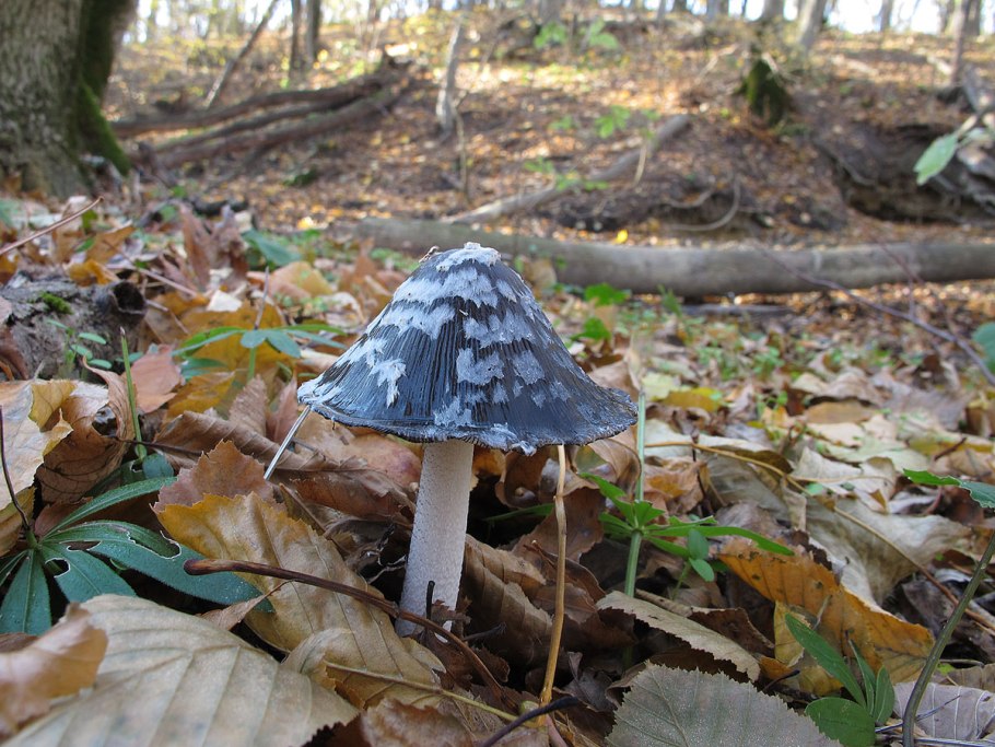 Осенние грибы Ставрополья