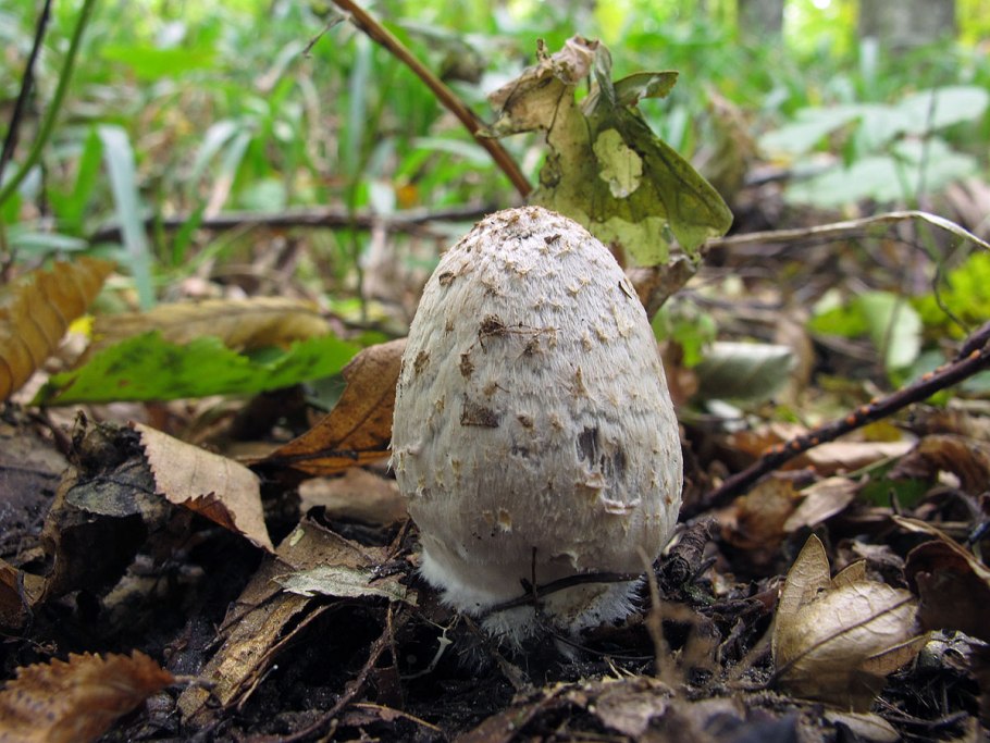 Копринопсис диссеминированный гриб