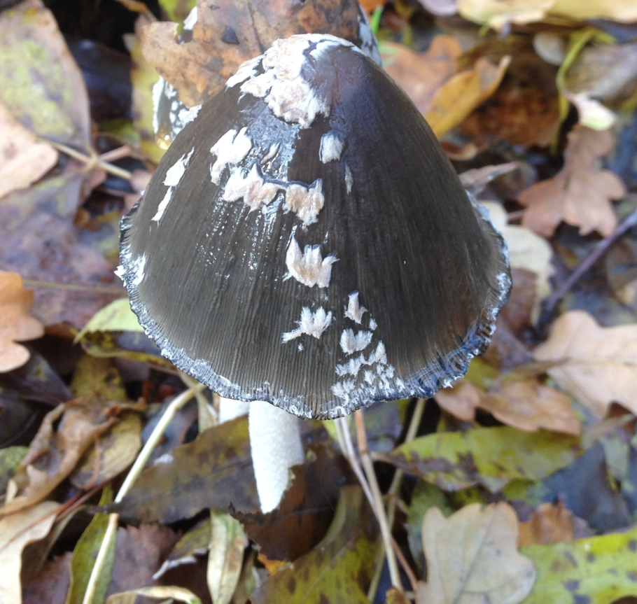 Причуда грибы