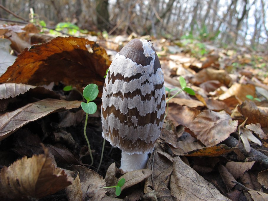 Редкие грибы Ставропольского края