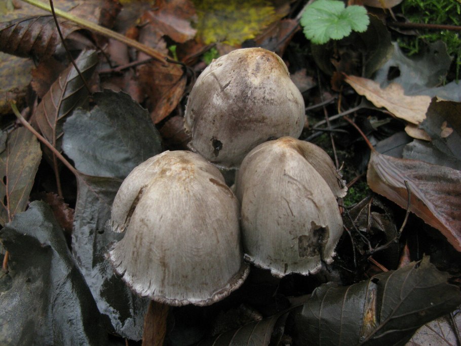 Навозник серый coprinus atramentarius