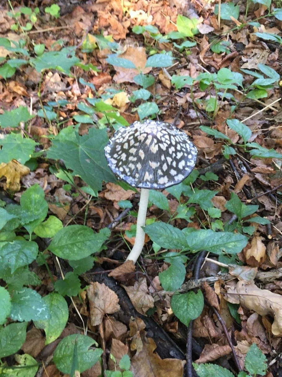 Гриб навозник дятловый