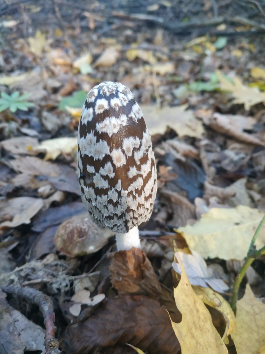 Грибы навозник пестрый