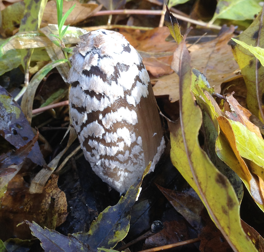 Навозник смолистый гриб