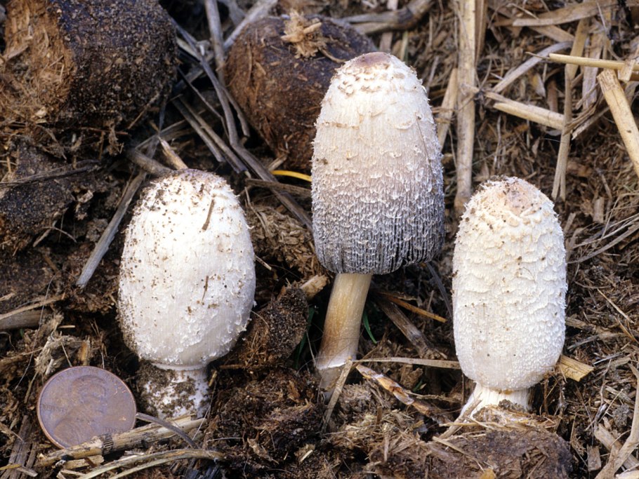 Coprinopsis stercorea