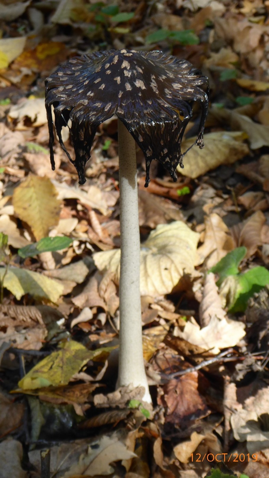 Грибы навозник пестрый