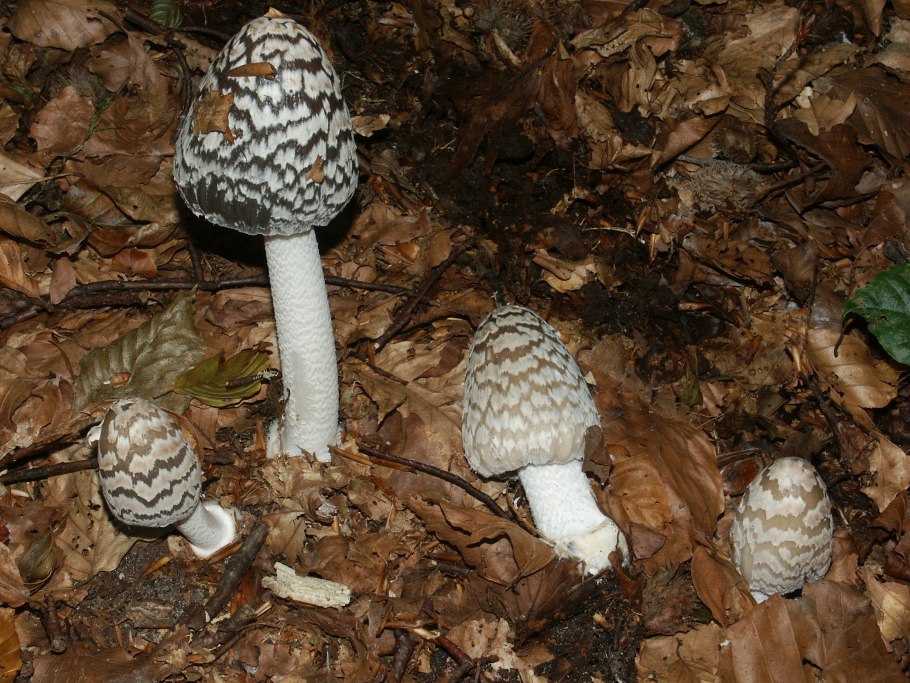 Навозник белый (лат. Coprinus comatus)