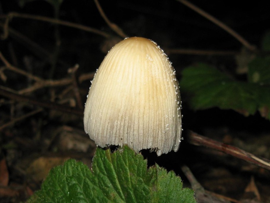 Навозник обыкновенный (Coprinus cinereus)